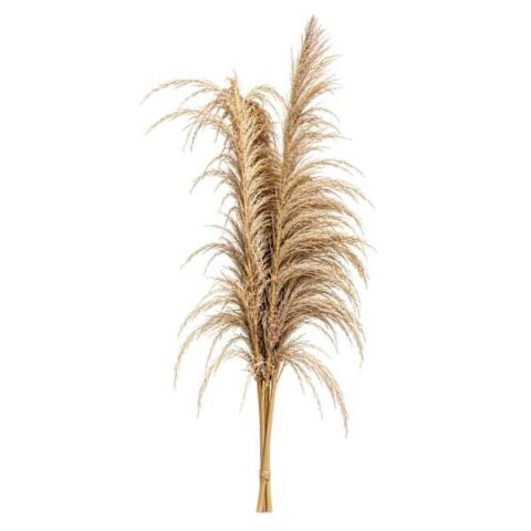 2-Piece Natural Uva Stalks, 8', Wood, sold by At Home
