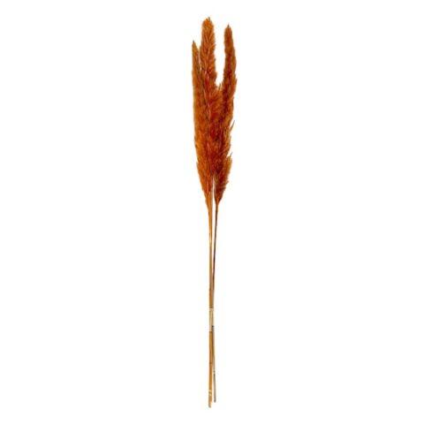 3-Count Orange Pampas, 31", sold by At Home