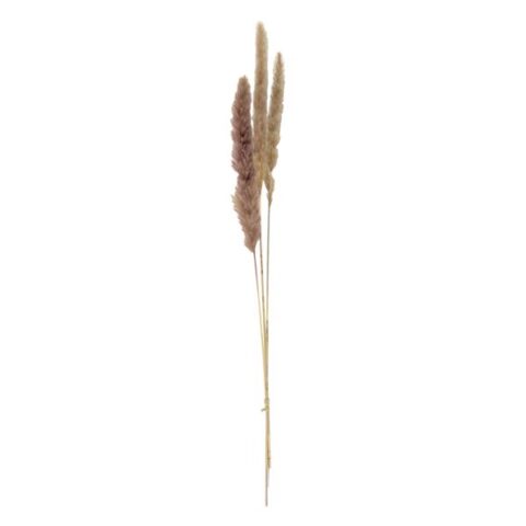3-Piece Natural Mini Pampas Grass, 29", Wood, sold by At Home
