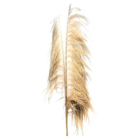 3-Piece Natural Uva Stalk Bunch, 96", Wood, sold by At Home