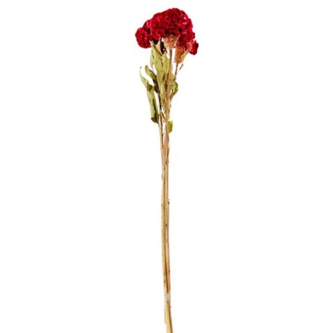 3-Stem Red Celosia Bunch, 24", sold by At Home