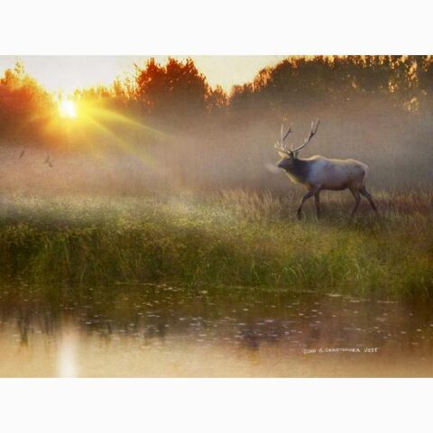 Art Print: A Cool Drink – Bull Elk by Chris Vest: 20x26in