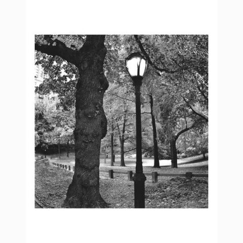 Art Print: A Light in Central Park by Erin Clark: 14x11in