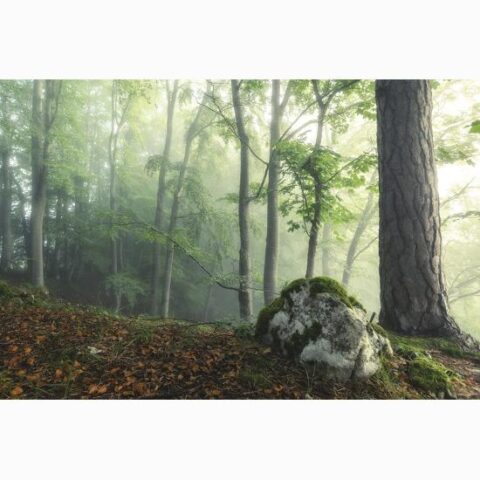Art Print: A Scent of Moss by Ju Riker: 16x23in