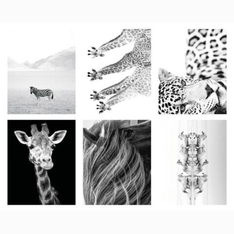 Art Print Set: Majestic Animals 6 Individual 8×10: 10x8in