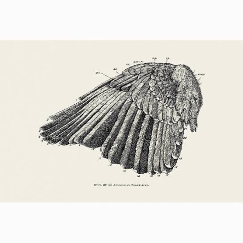 Art Print: A Bird's Wing by The Vintage Collection: 12x18in