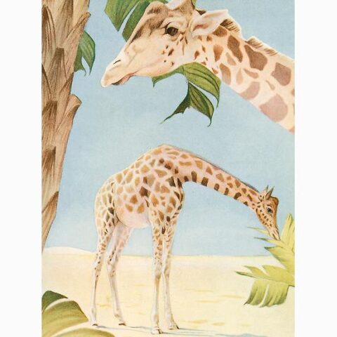 Art Print: A Watchful Eye by The Vintage Collection: 16x12in